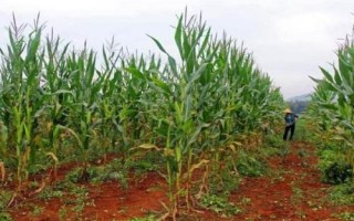 陕单610玉米种子介绍，注意防治病虫害