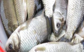 鲫鱼的刺多吗，身体较小但具有较多鱼刺