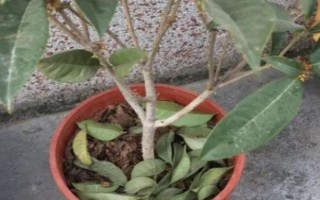 桂花的叶子掉光了还能成活吗，只要根部没受损便可活