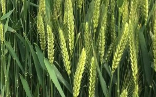 青丰1号(原代号954(5)-4)小麦种子介绍，及时防治蚜虫