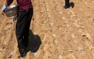 如何正确使用磷肥,以下7个技巧需掌握