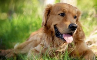 纯种金毛的特征，眼睛呈深棕色、头骨较宽微呈拱形