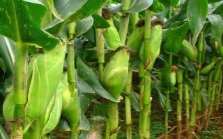 东裕106玉米品种简介,中抗弯孢菌叶斑病(1-5级)