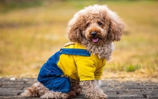 养泰迪狗要注意什么，2月龄每天至少喂3次