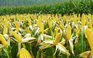 金凯1号玉米品种的特性,4月中上旬播种