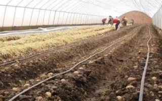 在水里怎么种植土豆,先将土豆进行一定的处理催化