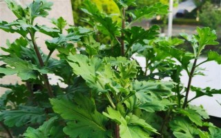 菊花适合几月份掐头，在3-4月份掐头可抑制徒长