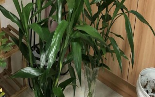 富贵竹水里生蚊子如何防止，常用的方法就是将容器中的水全部换掉