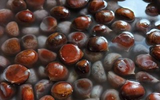 板栗如何快速去壳，用水煮一下更容易去壳