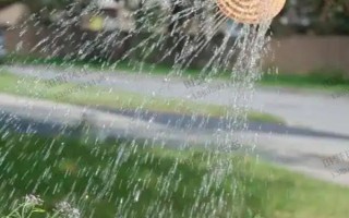 尤加利的养殖方法，每天晒光6小时左右