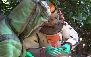 虎头蜂防蜂服的价格，一套需要180-240元左右