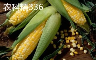 有哪些品质好的鲜食玉米品种，瑞甜糯213、农科糯336、京科糯768等品种均是良种