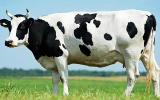 奶牛有什么本领，可以产出大量的牛奶