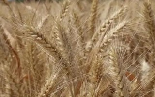 百农5819小麦种子特征特性,比对照品种周麦18熟期相当