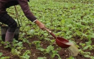 油菜高产栽培技术，苗龄达30-35天需及时移栽