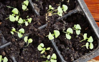 芹菜怎么育苗，将种子与细沙土混合后再撒播