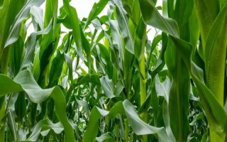 中邦A33玉米种子特征特性,选择中等以上肥力地块
