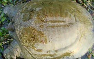 怎么养中华鳖，需要每月更换池水1次