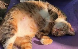 猫咪怀孕后有哪些注意事项，防止高度跳跃和快速奔跑