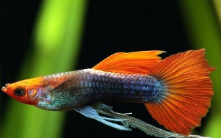 鱼类怎样繁殖下一代，一般通过卵生或卵胎生的方式