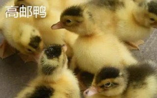 优质鸭苗品种介绍，品种众多各有特点
