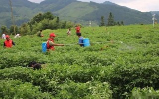 小辣椒疫病如何防治，中心病株出现时开始施药