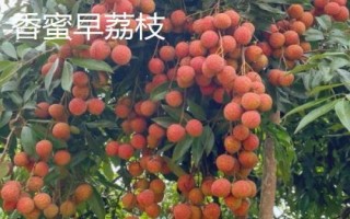 三都澳晚熟荔枝简介，主要特点是皮薄肉厚、汁多核小