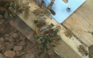 失王的中蜂群怎样处理，可介入新王并急造王台