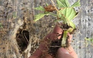 西瓜缓苗期死苗的原因，可能是低温高湿所致