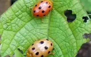 瓢虫益虫和害虫分类,害虫有二十八星瓢虫、波氏裂臀瓢虫等