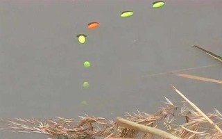 野钓黄尾鱼适合用什么饵料，腥味型、麸香型、酒香型均可使用