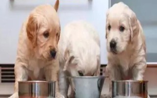 幼犬30天断奶后吃什么东西，建议喂食宠物专用的羊奶粉