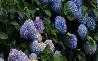 绣球花能摆放在客厅吗，适合摆放在客厅