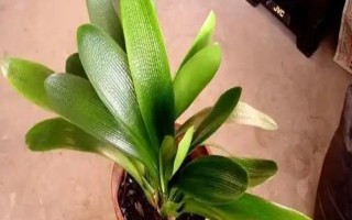 君子兰剪头后何时长新叶，通常需一年左右