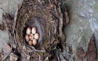 麻雀蛋凉了还能孵化吗，时间稍微短一些的话影响不会特别大