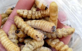 柴虫的价格，一斤需要70-100元左右