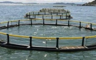 养殖鳜鱼的条件,池塘水源要充足、干净、温度适宜