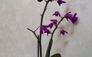 蝴蝶兰花蔫了是什么原因及解决方法,可能是温度太高或氮肥过多等