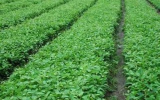 五味子的育苗技术，首先做好育苗田的选择工作