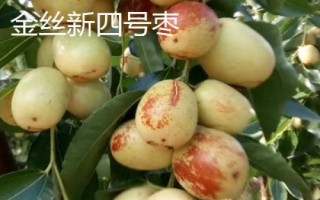 枣树品种介绍,月光枣脆嫩多汁、属于罕见的鲜食品种