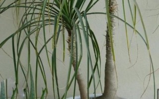 酒瓶兰怎么养殖，下午要让幼苗接受光照