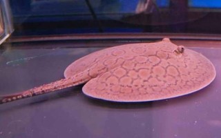 魟鱼有没有毒,黑白魟鱼属于有毒品种