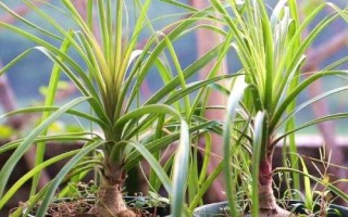 酒瓶兰怎么养殖，下午要让幼苗接受光照