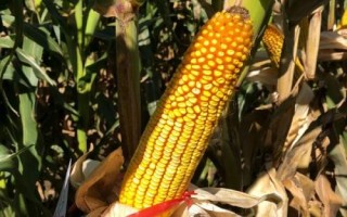 H717玉米种子介绍，放赤眼蜂防治玉米螟虫