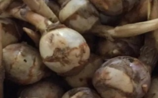茨菇如何挑选,首先要选择新鲜的茨菇