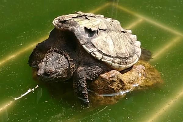 鳄龟的饲养方法，每隔7-10天消毒一次