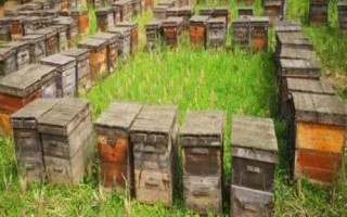 养蜂所需工具,备好蜂箱是最基本的要求