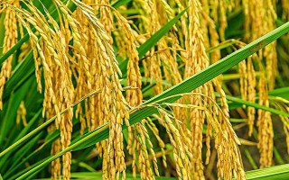 滇香紫1号(试验名称:滇香紫1号)水稻品种的特性,高抗白叶枯病
