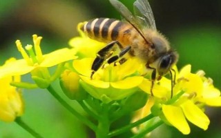 影响蜜蜂繁殖的原因,主要有蜜源、温度、湿度等