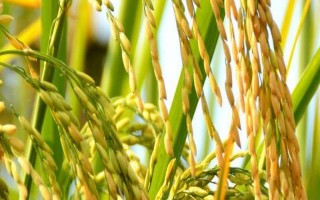 恒丰优5522水稻种子介绍